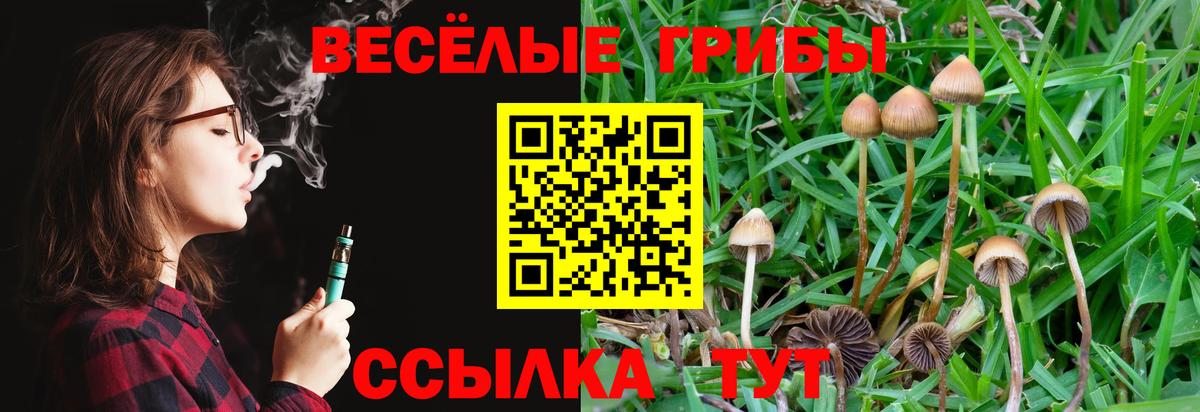 Тара  купить наркотики цена  Вход с VPN  Галлюциногенные грибы Cubensis 